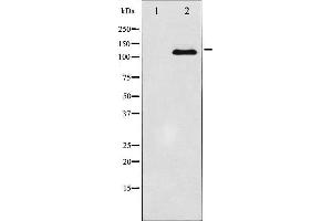 Western blot analysis of JAK2 expression in HT29 whole cell lysates,The lane on the left is treated with the antigen-specific peptide. (JAK2 抗体  (C-Term))