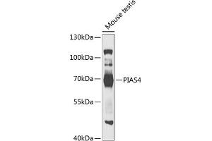 Western blot analysis of extracts of mouse testis, using PI antibody  at 1:1000 dilution. (PIAS4 抗体  (AA 60-260))
