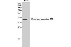 Western Blotting (WB) image for anti-Olfactory Receptor, Family 5, Subfamily P, Member 2 (OR5P2) (Internal Region) antibody (ABIN3186167) (OR5P2 抗体  (Internal Region))