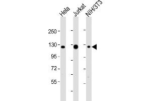 All lanes : Anti-srrt Antibody (C-Term) at 1:2000 dilution Lane 1: Hela whole cell lysates Lane 2: Jurkat whole cell lysates Lane 3: NIH/3T3 whole cell lysates Lysates/proteins at 20 μg per lane. (SRRT 抗体  (AA 878-910))