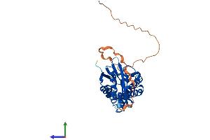 Protein Structure (PS) image for N-Acetyltransferase 8-Like (GCN5-Related, Putative) (NAT8L) (AA 1-299) protein (His tag) (ABIN7557189)
