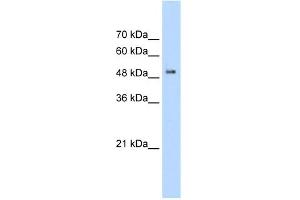 Western Blotting (WB) image for anti-Protein Kinase C and Casein Kinase Substrate in Neurons 1 (PACSIN1) (C-Term) antibody (ABIN2774612)
