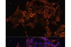 Immunofluorescence (IF) image for anti-Prostaglandin-Endoperoxide Synthase 1 (Prostaglandin G/H Synthase and Cyclooxygenase) (PTGS1) antibody (ABIN7263355)