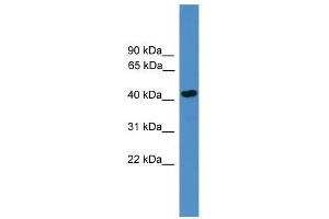 Western Blot showing SERPINB13 antibody used at a concentration of 1-2 ug/ml to detect its target protein. (SERPINB13 抗体  (Middle Region))