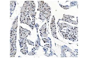 IHC analysis of OGT using anti-OGT antibody (ABIN3043893). (OGT 抗体  (C-Term))