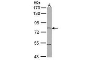 Image no. 1 for anti-rho-Related BTB Domain Containing 1 (RHOBTB1) (AA 320-623) antibody (ABIN1500699) (RHOBTB1 抗体  (AA 320-623))
