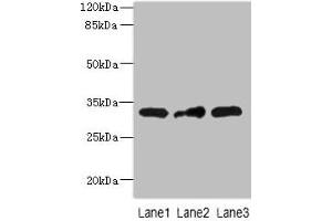 Western blot All lanes: MRPS2 antibody at 2. (MRPS2 抗体  (AA 1-296))