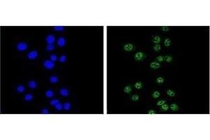 Confocal immunofluorescent analysis of Nibrin Antibody (C-term) Cat. (Nibrin 抗体  (C-Term))