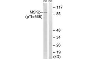Western blot analysis of extracts from 293 cells treated with H2O2 100uM 15', using MSK2 (Phospho-Thr568) Antibody. (MSK2 抗体  (pThr568))