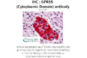 Image no. 1 for anti-G Protein-Coupled Receptor 55 (GPR55) (3rd Cytoplasmic Domain) antibody (ABIN1735122)