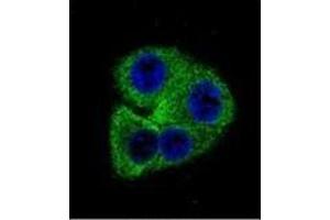 Confocal immunofluorescent analysis of OPN-a/b Antibody (N-term)Cat. (Osteopontin 抗体  (N-Term))