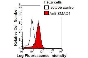 HeLa cells were fixed in 2% paraformaldehyde/PBS and then permeabilized in 90% methanol. (SMAD1 抗体)