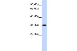 WB Suggested Anti-CA8 Antibody Titration:  0. (CA8 抗体  (Middle Region))