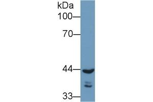 Detection of REV1 in Human A549 cell lysate using Polyclonal Antibody to REV1 Homolog (REV1) (REV1 抗体  (AA 301-478))