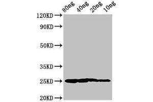 Western Blot Positive WB detected in Recombinant protein All lanes: Vertebrate ancient opsin antibody at 3 μg/mL Secondary Goat polyclonal to rabbit IgG at 1/50000 dilution Predicted band size: 25 kDa Observed band size: 25 kDa (Vertebrate Ancient Opsin (AA 1-75) 抗体)