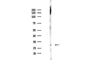 Western blot analysis of lysates from Mouse liver, using NSMCE1 Antibody at 1/1000 dilution.