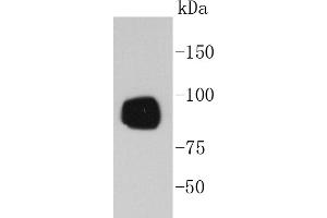 A431 cell lysates probed with RSK1(S380) (7A12) Monoclonal Antibody  at 1:1000 overnight at 4˚C. (RPS6KA1 抗体  (pSer380))