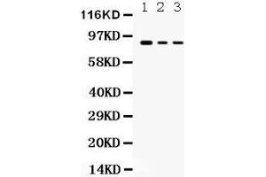 Anti- Ataxin 1 Picoband antibody, Western blotting All lanes: Anti Ataxin 1  at 0. (Ataxin 1 抗体  (C-Term))