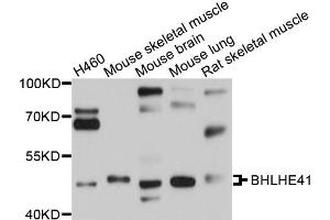 Western blot analysis of extracts of various cell lines, using BHLHE41 antibody (ABIN4903050) at 1:1000 dilution. (BHLHE41 抗体)