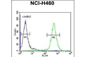 ACD10 Antibody (Center) (ABIN654760 and ABIN2844444) flow cytometric analysis of NCI- cells (right histogram) compared to a negative control cell (left histogram). (ACAD10 抗体  (AA 393-421))