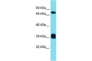 Host:  Rabbit  Target Name:  Prrxl1  Sample Type:  Rat Liver lysates  Antibody Dilution:  1. (DRGX 抗体  (N-Term))