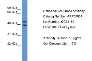 Western Blotting (WB) image for anti-Adenosine A3 Receptor (ADORA3) (C-Term) antibody (ABIN2788279) (Adenosine A3 Receptor 抗体  (C-Term))