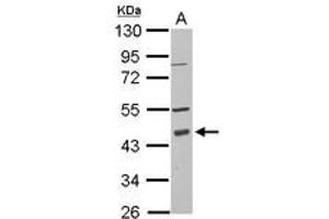 Image no. 1 for anti-Programmed Cell Death 2 (PDCD2) (AA 113-344) antibody (ABIN1500070) (PDCD2 抗体  (AA 113-344))