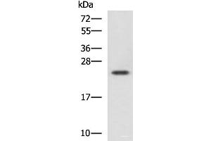 Western blot analysis of Jurkat cell lysate using CBX5 Polyclonal Antibody at dilution of 1:1100 (CBX5 抗体)