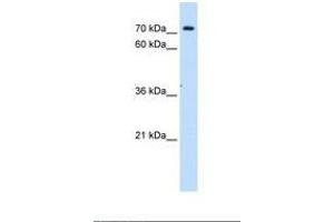Image no. 1 for anti-Solute Carrier Family 5 (Sodium/inositol Cotransporter), Member 11 (SLC5A11) (AA 226-275) antibody (ABIN6738107)