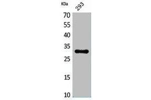 Western Blot analysis of 293 cells using CGREF1 Polyclonal Antibody. (CGREF1 抗体  (N-Term))