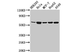 Western Blot Positive WB detected in: HEK293 whole cell lysate, Hela whole cell lysate, MCF-7 whole cell lysate, HepG2 whole cell lysate, A549 whole cell lysate All lanes: CYP4F22 antibody at 3.