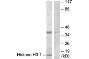 Western blot analysis of extracts from COLO205 cells, using Histone H3. (Histone H3.1 抗体  (AA 1-50))