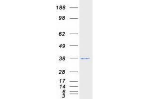 Validation with Western Blot (WDR5 Protein (Transcript Variant 1) (Myc-DYKDDDDK Tag))