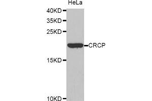 Western blot analysis of extracts of HeLa cells, using CRCP antibody (ABIN5972672). (CRCP 抗体)
