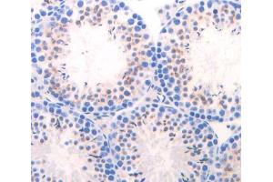 IHC-P analysis of Mouse Tissue, with DAB staining. (CELA1 抗体  (AA 44-259))