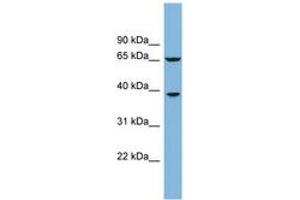 Image no. 1 for anti-Clavesin 1 (CLVS1) (AA 107-156) antibody (ABIN6742042) (Clavesin 1 抗体  (AA 107-156))