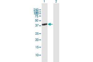Western Blot analysis of ADORA2A expression in transfected 293T cell line by ADORA2A MaxPab polyclonal antibody.