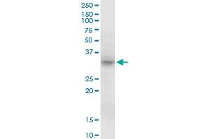 MPST MaxPab polyclonal antibody. (MPST 抗体  (AA 1-297))