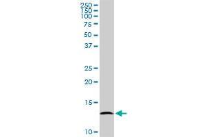 BOLA1 MaxPab polyclonal antibody. (BOLA1 抗体  (AA 1-137))