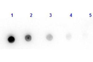Dot Blot results of Goat Fab Anti-Mouse IgG Antibody. (山羊 anti-小鼠 IgG (Heavy & Light Chain) Antibody - Preadsorbed)