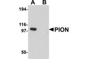 Western blot analysis of PION in EL4 cell lysate with PION antibody at 0. (GSAP 抗体  (C-Term))