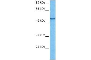 Host:  Mouse  Target Name:  CHRNB2  Sample Tissue:  Mouse Testis  Antibody Dilution:  1ug/ml (CHRNB2 抗体  (N-Term))