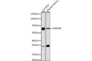 Western blot analysis of extracts of various cell lines, using CAMKIV antibody (ABIN7266021) at 1:1000 dilution.