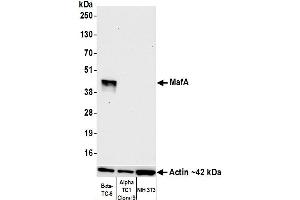 Western Blotting (WB) image for anti-Transcription Factor MafA (MAFA) (AA 125-175) antibody (ABIN7449538)