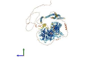 Protein Structure (PS) image for CDC42 Binding Protein Kinase gamma (DMPK-Like) (CDC42BPG) (AA 1-1551) protein (His tag) (ABIN7564264)