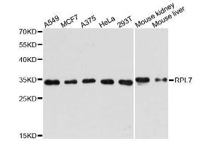 Western blot analysis of extracts of various cell lines, using RPL7 antibody. (RPL7 抗体  (AA 1-248))