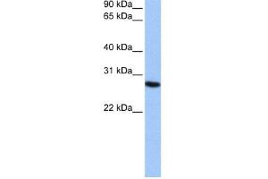 WB Suggested Anti-PSMA6 Antibody Titration:  0. (PSMA6 抗体  (N-Term))