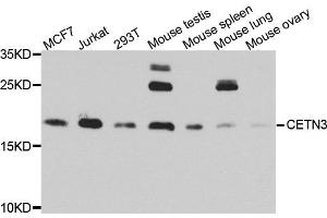 Western blot analysis of extract of various cells, using CETN3 antibody. (CETN3 抗体)