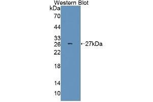 Detection of Recombinant SRSF1, Human using Polyclonal Antibody to Serine/Arginine Rich Splicing Factor 1 (SRSF1) (SRSF1 抗体  (AA 16-224))