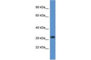 Image no. 1 for anti-Deoxyribonuclease I-Like 3 (DNASE1L3) (C-Term) antibody (ABIN6747455) (DNASE1L3 抗体  (C-Term))